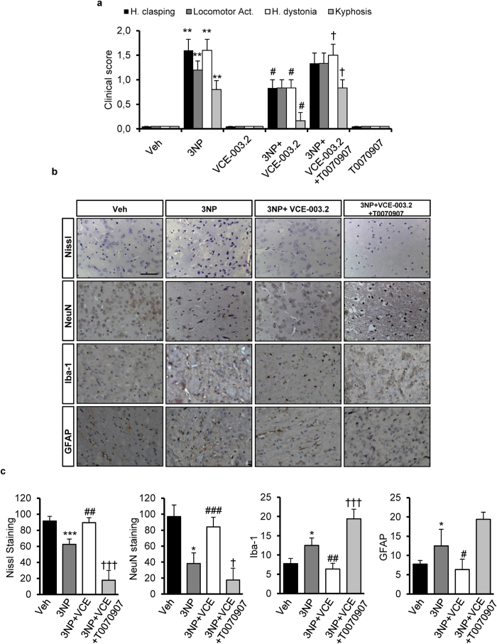 VCE-003.2 is neuroprotective in 3NP-intoxicated mice.(a) Behavioural score was determined 12 hours after 3NP intoxication. Mice were treated with VCE-003.2 (20 mg/Kg) alone or combined with T0070907 (5 mg/kg) as indicated. Animals were also treated separately with either VCE-003.2 or T0070907 alone. Hind limb clasping, general locomotor activity, hind limb dystonia and kyphosis were rated from 0 to 2 based on severity (score 0 indicates normal function and 2 indicates the most severe affected function). Values are expressed as means ± SEM (n = 6). (b) Representative images of Nissl staining performed on coronal striatal brain sections from the same mice groups. Photomicrographs of NeuN (Bar size, 50 μm) Iba-1 and glial fibrillary acidic protein (GFAP) immunostained sections through the different group of mice are also shown. (c) Quantification of the different markers was performed with Image J software. Total average number of neurons (NeuN+), microglia (Iba1+) and astrocytes (GFAP+) is shown. Values are expressed as means ± SEM (n = 6). *p < 0.05, **p < 0.01, ***p < 0.001 vs. Vehicle; #p < 0.05, ##p < 0.01, ###p < 0.001 vs. 3NP; †p < 0.05, ††p < 0.01, †††p < 0.001 vs. the 3NP + VCE-003.2 group.