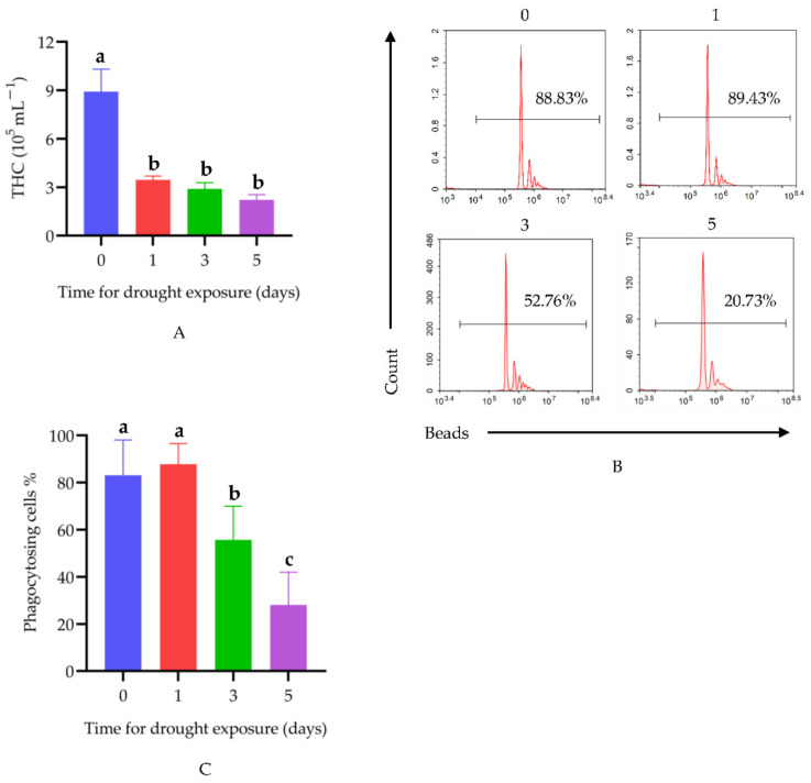 Effects of drought on immune functions in hemocytes: (A) THC; (B) flow cytometry analysis of phagocytic ability; (C) statistical results of phagocytosis assay. Data are represented as mean ± SEM (n = 5). Different lowercase letters on the bar chart indicate the significant differences between different drought times (p < 0.05).