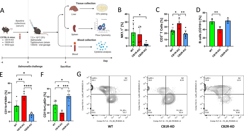 Experimental workflow showing Salmonella infection in mice with immune cell analysis. Graphs reveal significant differences in NK1.1+, CD3+ T cells, CD19+ B cells, and myeloid cells between wild-type, CB1R-KO, and CB2R-KO mice with flow cytometry data.