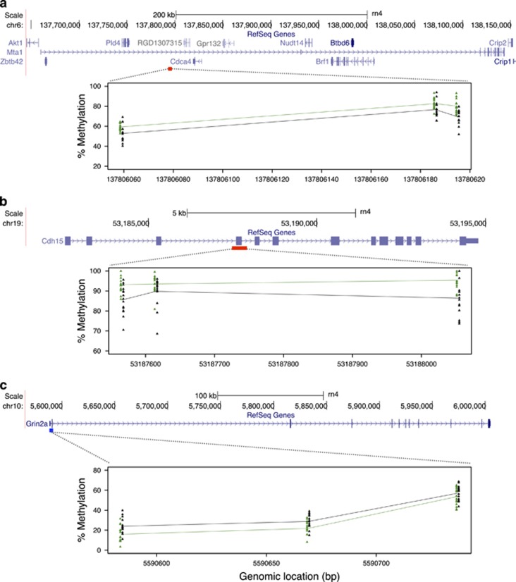 Plots demonstrating consistent differences in mean methylation between THC and VEH groups across significant CpGs within: (a) a hypermethylated DMR within an intron of Mta1, showing only the three significant hypermethylated CpGs within the DMR; (b) a hypermethylated DMR identified spanning exon 3 of Cdh15, showing only the three significant hypermethylated CpGs within the region; and (c) a hypomethylated DMR residing in exon 1 of Grin2a, ~2.5 kbp downstream of the transcript start site. In each panel, a schematic of Refseq gene annotations for each loci are shown, with exons depicted as purple blocks. A scale bar and bp positions in the rat rn4 genome assembly are provided. The locations of each hyper- and hypomethylated DMRs are indicated under each gene by red and blue boxes, respectively. DMR plots are shown below each gene. Within each plot, clusters of colored triangles represent methylation values at a given CpG across all individuals (THC, green; VEH, black). The mean methylation values for THC and VEH groups are represented by solid green (THC) and black (VEH) lines, connecting each CpG position. Approximate CpG bp positions (rn4) are indicated on the x axis. DMR, differentially methylated region; THC, tetrahydrocannabinol; VEH, control vehicle.