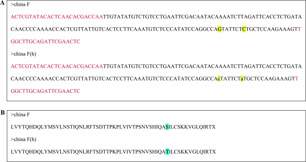 DNA analysis of ancient cannabis. (A) Nucleotide sequences of the wild-type tetrahydrocannabinolic acid synthase, China F, and the mutant sequence, China F(h), with two single nucleotide polymorphisms highlighted in lower case yellow. (B) Amino acid translation of China F and China F(h), demonstrating divergence in a change from serine (wild-type) to threonine (mutant), highlighted in blue.