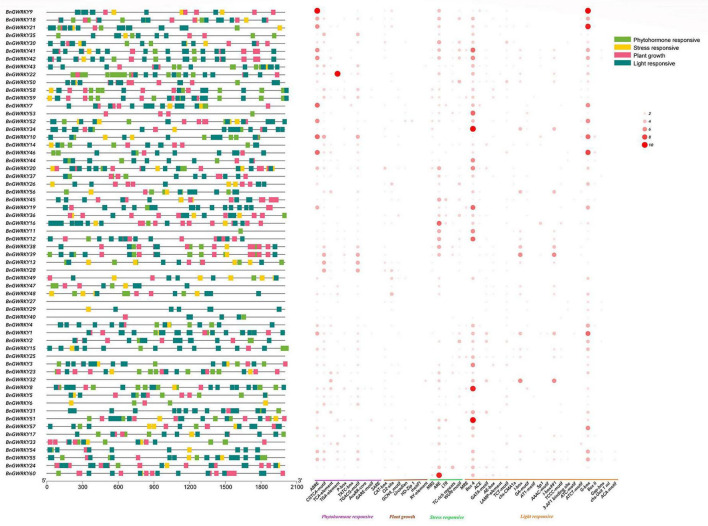 Analysis of the cis-elements in the promoter region of the BnGWRKY genes. The left figure shows the distribution of the upstream promoter regions (2,000 bp) of the four cis-acting elements. The heat map of cis-elements for phytohormone response, stress response, plant growth, light response is shown on the right, with the size of the circles indicating the number of cis-elements.