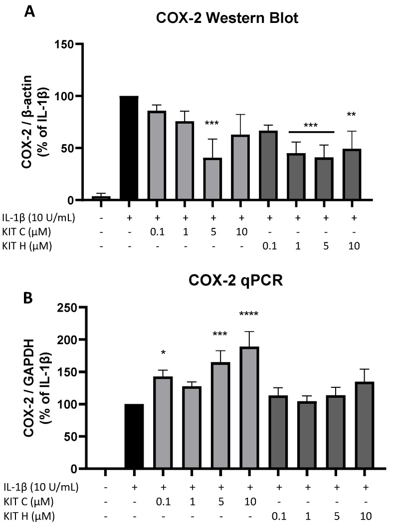 Effects of KIT C (light grey bars) and KIT H (dark grey bars) on COX-2 protein levels (A) and COX-2 mRNA expression (B) in IL-1β-stimulated SK-N-SH cells. Cells were stimulated and analyzed as described under material and methods. Values are presented as the mean ± SEM of at least three independent experiments. Statistical analysis was performed using one-way ANOVA with Dunnett’s post hoc tests with * p < 0.05, ** p < 0.01, *** p < 0.001 and **** p < 0.0001 compared to IL-1β.