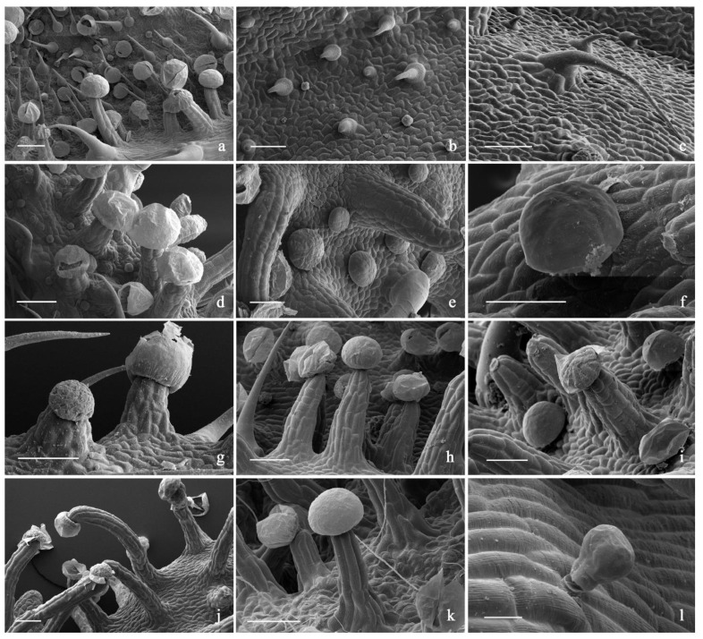 SEM micrographs showing the trichome morphotypes in the investigated C. sativa varieties. (a) General view of the bract abaxial surface with hair-like lithocysts, capitate-stalked, capitate-sessile and bulbous trichomes; (b) short hair-like lithocysts; (c) long hair-like lithocysts; (d) particular with groups of capitate-stalked and bulbous trichomes; (e,f) capitate-sessile trichomes; (g–k) capitate-stalked trichomes with diverse elongation degree of the pseudo-stalk; (l) bulbous trichome. Scale bars = 100 µm (a–k); 20 µm (l).