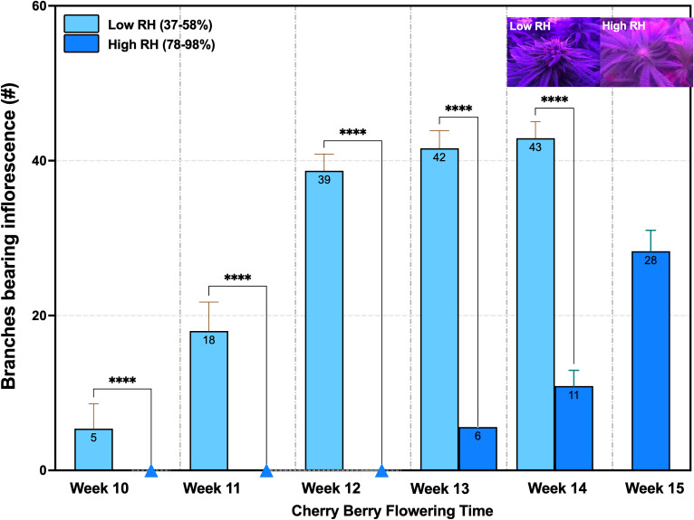 Bar chart showing the number of branches bearing inflorescence from weeks 10 to 15 for Cherry Berry plants. Light blue bars represent low relative humidity (RH) of 37-58%, and dark blue bars represent high RH of 78-98%. Weeks 13 and 14 show significant differences between low and high RH, with higher values in low RH conditions. Insets show close-up images of inflorescence under low and high RH conditions.