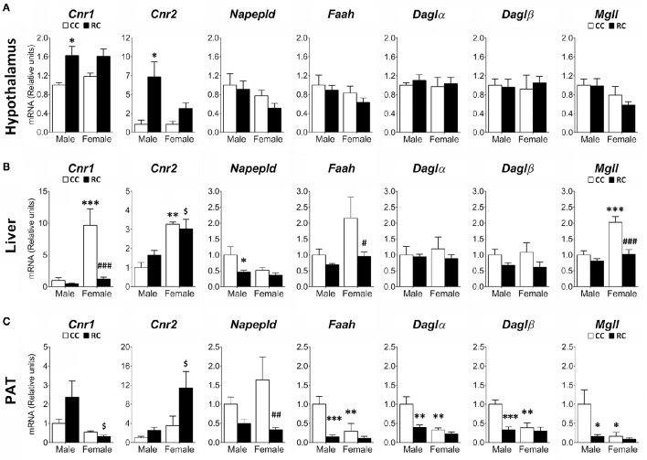 Effect of prenatal caloric restriction on the gene expression of components of the endocannabinoid system (Cnr1, Cnr2, Napepld, Faah, Daglα, Daglβ, Mgll) in the hypothalamus (A), liver (B), and perirenal adipose tissue (PAT, C) of male and female offspring at adulthood. Values are expressed as means ± S.E.M. Bonferrroni post-hoc test: */**/***P < 0.05/0.01/0.001 vs. CC males; #/##/###P < 0.05/0.01/0.001 vs. CC females; $P < 0.05 vs. RC males.