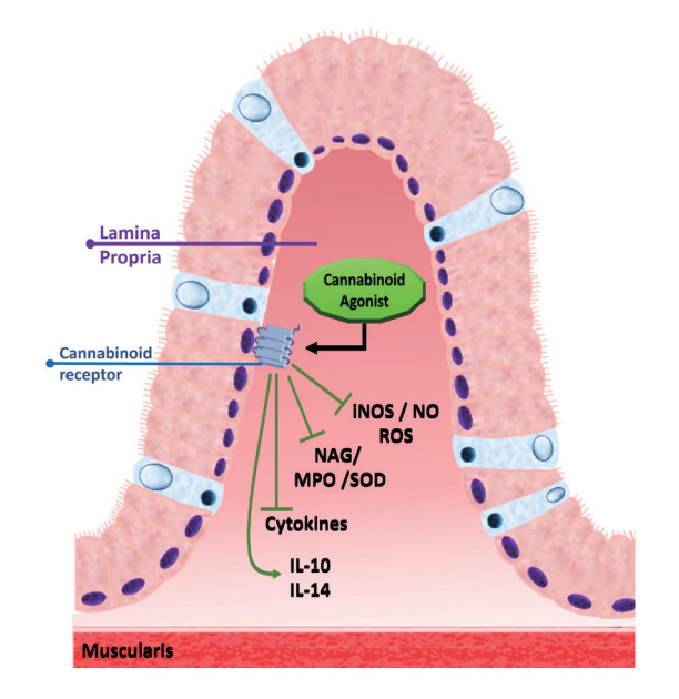 Cannabinoid agonists effects in the regulations of intestinal inflammatory diseases. Upon activation, both cannabinoid receptors 1 and 2 (CB1R and CB2R) will modulate several pathways and endogenous mechanisms leading to the reductions of proinflammatory cytokines, interleukins (ILs), oxidative stress molecules and inflammatory infiltrate. iNOS, induced nitric oxide synthase; NO, nitric oxide; ROS, reactive oxygen species; NAG, N-acetylglucosaminidase; MPO, myeloperoxidase; SOD, superoxide dismutase.