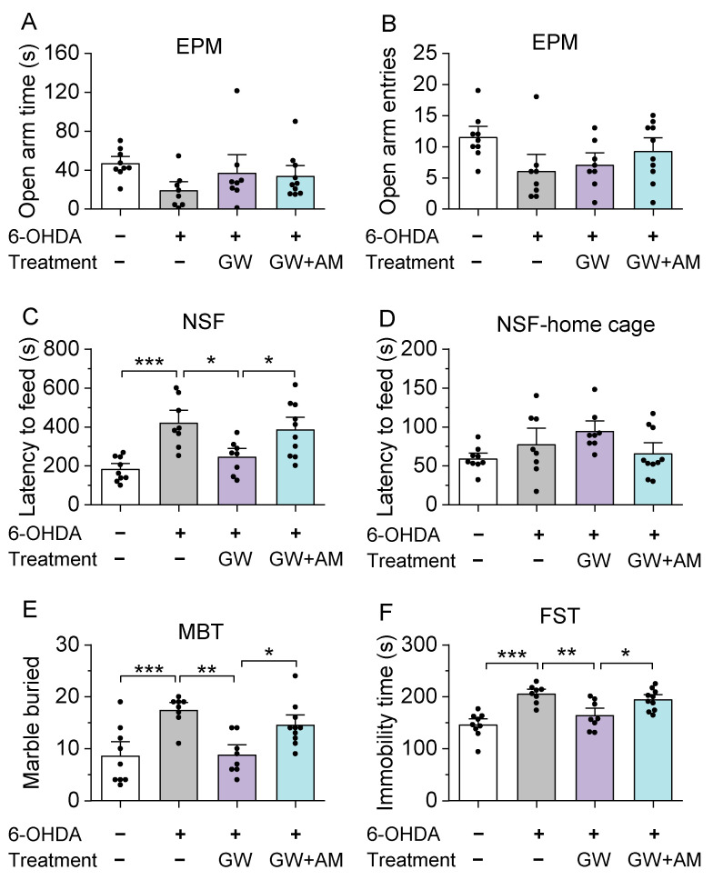 GW treatment attenuated 6-OHDA-induced deficits in the elevated plus-maze (EPM) test, novelty-suppressed feeding (NSF) test, marble burying test (MBT), and forced swim test (FST). (A,B) In the EPM test, neither 6-OHDA or drug treatments had a significant effect on open arm time ((A) p > 0.05) or the number of open arm entries ((B) p > 0.05). (C,D) In the NSF test, 6-OHDA injection increased feeding latency in a novel environment ((C) *** p < 0.001; n = 8–9 mice) compared to the controls. GW treatment prevented the increase in latency to feed in a novel environment (* p = 0.015; n = 8–8 mice), but co-treatment with AM blocked the effect of GW (* p = 0.049; n = 8–10 mice). However, when returned to the home cage (D) 6-OHDA injection and GW treatment had no effect (p > 0.05). (E) In the MBT, 6-OHDA injection increased the number of marbles buried (*** p < 0.001; n = 8–9 mice). Treatment with GW blocked the increase in marble burying (* p = 0.002; n = 8–8 mice), and co-treatment with AM prevented the effect of GW (* p = 0.037; n = 8–10 mice). (F) 6-OHDA injection increased immobility time in the FST (*** p < 0.001; n = 8–9 mice), which was ameliorated by treatment with GW (** p = 0.004; n = 8–8 mice). The effect of GW was blocked by AM co-treatment (* p = 0.035; n = 8–10 mice).