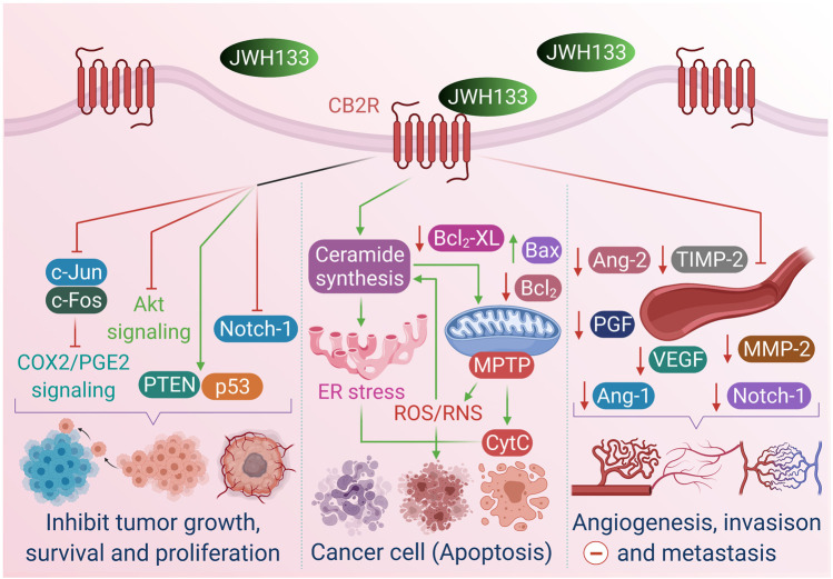 The anticancer properties, effects and mechanism of JWH133.