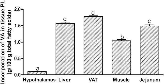 Incorporation of VA in tissue PLs in JCR:LA-cp rats supplemented with VA for 8 weeks. Values are mean ± SEM, represented by vertical bars (n = 5). Means without a common letter differ, P < 0.05.