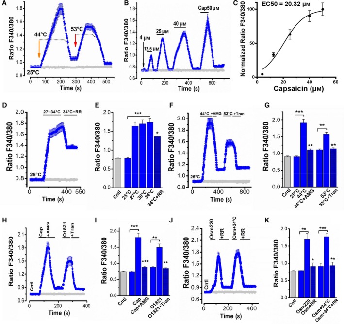 Activation of thermo‐TRPVs by different temperature ranges and agonists resulting in the elevation of intracellular calcium in Eca109 cells. Washout was conducted between every two drug applications by using HBSS at room temperature. (A) Intracellular calcium ([Ca2+]i) (ratios of F340/380) were increased in response to 44 °C and 53 °C HBSS incubation (n = 25–39 cells). Gray curve shows the basal ratio of F340/380 in the control group. (B) Increases in [Ca2+]i were evoked by the application of capsaicin in a dose‐dependent manner (n = 30–39 cells). (C) Dose–response relationship of capsaicin for inducing elevation of [Ca2+]i which is shown in B. The curve was fitted with a Hill equation to obtain an EC 50 = 20.32 μm and nH = 1.72 for capsaicin. (D) [Ca2+]i was enhanced gradually but significantly in response to a ramp heat (27–34 °C) stimulation and inhibited markedly by simultaneous application of 15 μm ruthenium red (RR) (n = 35–50 cells). (E) Summary of [Ca2+]i oscillation shown in D. (F) [Ca2+]i was elevated considerably on the exposure to 44 °C and 53 °C and suppressed by AMG9810 (10 nm) and tranilast (100 μm), respectively (n = 35–45 cells). AMG9810 is a TRPV1 inhibitor; tranilast is a TRPV2 inhibitor. (G) Summary of [Ca2+]i mobilization shown in F. (H) [Ca2+]i was enhanced profoundly in the presence of 20 μm capsaicin and inhibited by the co‐administration with AMG9810 (10 nm); [Ca2+]i was increased significantly in the presence of O1821 (30 μm), a TRPV2 activator, and suppressed substantially by the co‐application of tranilast (100 μm) (n = 30–45 cells). (I) Summary of [Ca2+]i mobilization shown in H. (J) [Ca2+]i was enhanced markedly on the exposure to the hypotonic HBSS (220 m Osm) and inhibited significantly by the co‐application of ruthenium red (RR, 15 μm); heat stimulation (34 °C) potentiated the hypotonic effect, and the overall effect was abrogated by RR (15 μm) (n = 33–45 cells). (K) Summary of [Ca2+]i mobilization shown in J. Cntl, Control; Cap, capsaicin; RR, ruthenium red; AMG, AMG9810; Tran, tranilast; Osm220, osmotic pressure 220 mm Hg. *P < 0.05, **P < 0.01, ***P < 0.001.