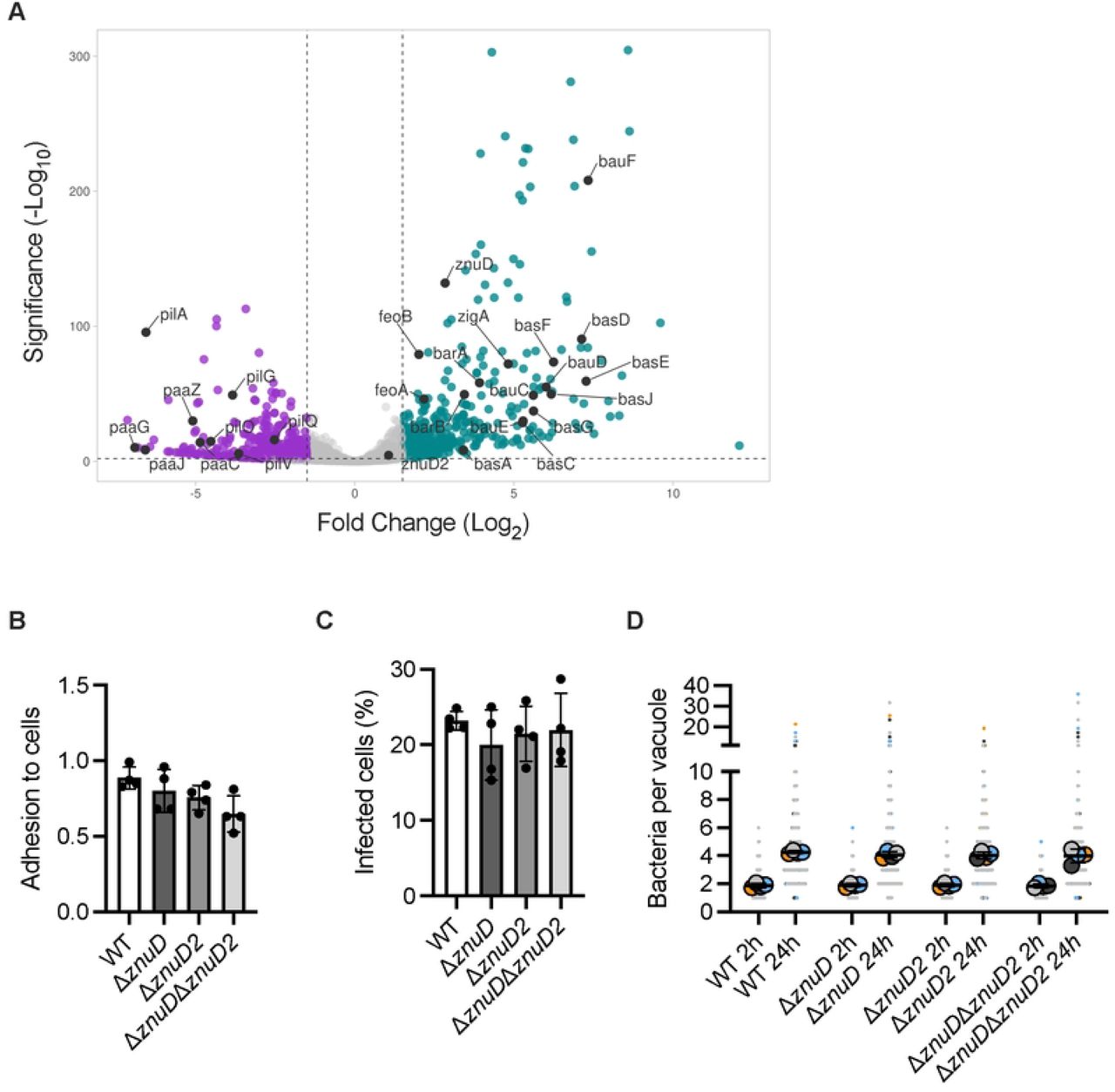 Intracellular ABC141 gene expression profile shows adaptation to nutrient-deprived vacuolar environment.(A) Volcano plot showing differential ABC141 gene expression from cells infected with A. baumannii ABC141 for 24h versus the inocula. The x-axis represents the log2 fold change, and the y-axis represents the −log10 adjusted p-value. Human genes with log2 fold changes −1.5 and adjusted p-value < 0.05 are considered downregulated (highlighted in purple), while genes with log2 fold change ≥ 1.5 and adjusted p-value < 0.05 are considered upregulated (highlighted in cyan). (B) Quantification of the adhesion rates of wild-type (WT) ABC141 or mutants lacking znuD, znuD2 or both znuDznuD2 at 1h post-infection. Data correspond to the means or the number of bacteria normalized to the number of cells/field= SD, N = 4. All comparisons are non-significant (One Way Anova). (C) Quantification of the percentage of cells with intracellular bacteria at 2h post-infection for WT ABC141 or each mutant. Data correspond to the means= SD, N = 4. All comparisons are non-significant (One Way Anova). (D) Quantification of the number of bacteria per ACV from cells infected with ABC141 or each mutant at 2 or 24h. Data correspond to the means= SD of, N = 4. All comparisons between the 24h time points are non-significant (One Way Anova).