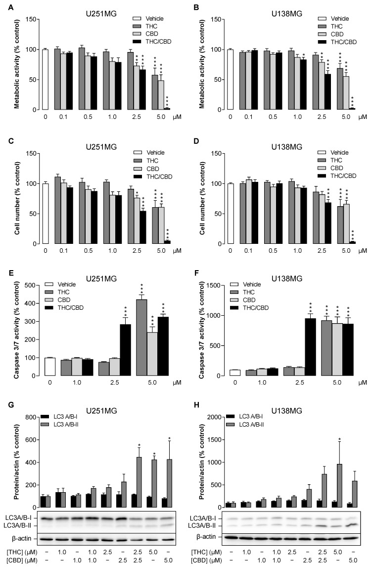 Influence of THC and CBD, administered alone or in combination, on metabolic activity, viability, apoptosis and autophagy in human glioblastoma cells. U251MG and U138MG cells were incubated for 24 h with selected concentrations of THC and CBD or their combination (in a ratio of 1:1) as well as vehicle control. Thereafter, metabolic activity was determined by WST-1 assay (A,B), cell number by crystal violet staining (C,D), caspase-3/-7 activity by ELISA (E,F) and LC3-I to LC3-II conversion by Western blot analysis (G,H). All percentage values shown refer to the vehicle control, which was set to 100%. The data represent mean values ± SEM of n = 10–12 (4 independent experiments in (A–E)), n = 9 (3 independent experiments in F) and n = 3 or n = 4 independent experiments in (G,H). * p ≤ 0.05, ** p ≤ 0.01, *** p ≤ 0.001 vs. corresponding vehicle control, one-way ANOVA with Dunnett’s post hoc test.