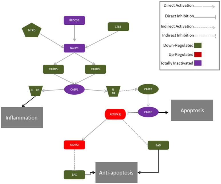 Proposed molecular mechanism for CBD modulation of the genes of the NALP3-inflammasome in hGMSCs. The activation of the NALP3-inflammasome is regulated by NF-kB which promotes NALP3 deubiquitination via activation of BRCC36. NALP3 interacts with CASP1 through CARD5 and CARD8. Activated CASP1 cleaves pro-IL-1 beta and pro-IL-18, leading to subsequent release of mature cytokines which trigger inflammation. In parallel, IL-18 indirectly via CASP8 and CASP6 can stimulate apoptosis. In hGMSCs, BRCC6, NALP3 and CASP1 transcripts are suppressed (violet) and the expression of the downstream mediators (CARD5, CARD8, IL1β, IL18, CASP8) is downregulated (green), while CASP8 is totally suppressed (violet). Instead, the pro-survival AKT1 and MDM2 were upregulated (red), leading to the downregulation of BAX and BAD (green).