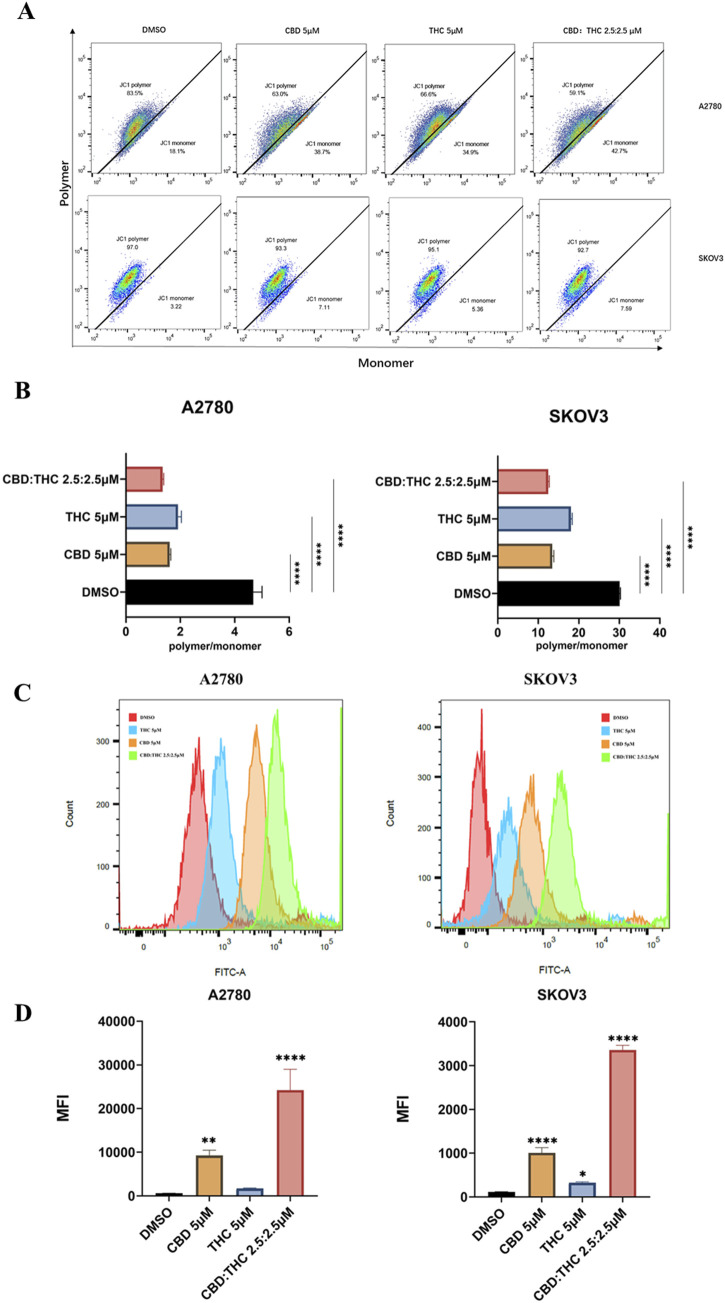 Flow cytometry analysis divided into four sections. A shows scatter plots of polymer and monomer percentages in A2780 and SKOV3 cells under different treatments (DMSO, CBD, THC, CBD:THC). B features bar charts comparing polymer/monomer ratios. C displays histograms of cell counts against FITC-A fluorescence intensity. D presents bar charts of mean fluorescence intensity (MFI) under the same conditions, indicating significant differences with asterisks.