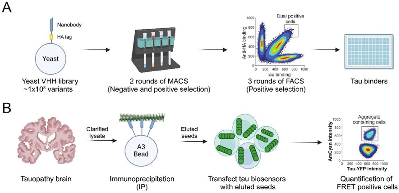 A hybrid approach for VHH screening.(A) Schematic of the initial screen using a yeast surface-display library of approximately 1×108 VHH clones (procured from Kerafast, Cat EF0014-FP). Two rounds of magnetic-activated cell sorting (MACS) enriched for yeast displaying VHHs that bind full-length 2N4R tau, followed by three rounds of fluorescence-activated cell sorting (FACS) to further refine the selection. See Figure S1 for additional details on screening parameters. (B) Strategy to identify VHHs that preferentially recognize seed-competent tau. VHHs identified from (A) were used to immunoprecipitate tau seeds from clarified AD brain lysates, and the eluted material was transfected into tau biosensor cells. FRET-positive cells in this assay reflect pathogenic seeding activity, thereby serving as a readout of seed binders.