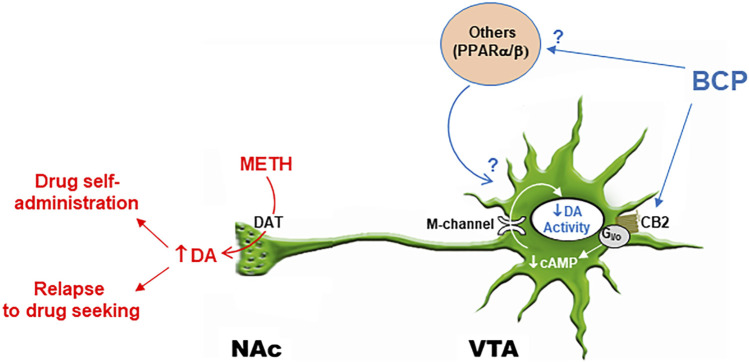 Schematic diagram illustrating possible interaction of BCP and METH in the mesolimbic DA system. METH promotes DA release from presynaptic DA terminals in the NAc and other projection regions via the membrane DA transporter (DAT) and intracellular type 2 vesicular monoamine transports (VMAT2, not shown). BCP binds to CB2 receptors on DA neurons and inhibits DA neuron activity by activation of M-type K+ channel via a Gi/o-cAMP-PKA signal pathway (Zhang et al., 2014; Ma et al., 2019), which subsequently attenuates NAc DA response to METH and DA-dependent addiction-related behavior. In addition, BCP may also bind to other non-CB2 receptors such as PPARα/β, which indirectly modulates DA neuron activity.