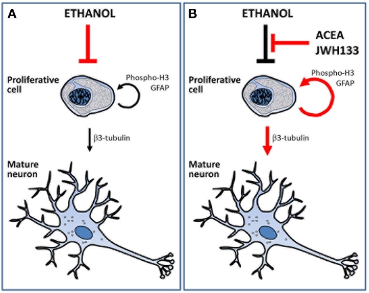 Schematic representation that summarize the main effects of alcohol, ACEA and JWH133 on cell proliferation and neuronal maturation. (A) Ethanol reduced the number of proliferative cells and, as a consequence, the number of cell showing neuronal phenotype. (B) ACEA and JWH can block the deleterious effects of alcohol as they increased the number of proliferative cells and the putative mature neurons.