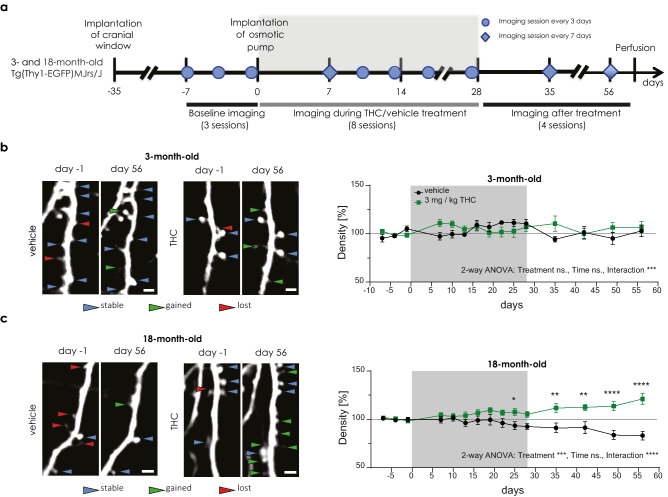 Long-term low-dose THC treatment increases spine density in old, but not in young mice. (a) Time line of the 2-photon imaging experiment. Representative images of the same dendritic segment at day -1 and day 56 acquired during in vivo imaging from 3- (b) and 18- (c) month-old mice treated with vehicle or THC. Scale bar is 2 µm. Spine density changes in 3- (b) and 18-month-old mice (c). Spine density was normalized to the mean spine density during baseline imaging. Grey box indicates the treatment duration. 3-month-old mice (THC n = 12 ROIs, N = 4 mice; vehicle n = 10 ROIs, N = 4 mice); interaction effect F14,192 = 3.247, p = 0.0001; 18-month-old mice (THC n = 22 ROIs, N = 10 mice; vehicle group n = 17 ROIs, N = 8 mice) treatment effect F1,37 = 13.04, p = 0.0009; interaction effect F14,396 = 5.069, p < 0.0001 (day 25 p = 0.0141; day 35 p = 0.0036; day 42 p = 0.0035; day 48 and 56 p < 0.0001). THC effect in comparison to day -1 (day 35 p = 0.0093, day 42 p = 0.0008, day 49 p = 0.0064, day 56 p = 0.0007); vehicle effect in comparison to day -1 (day 56 p = 0.0322) (not shown on the graph). Error bars indicate mean ± SEM; 2-way ANOVA (Mixed-effects analysis) followed by Sidak’s multiple comparison test; * P < 0.05, ** P < 0.01; *** P < 0.001; **** P < 0.0001. ns. - not significant.