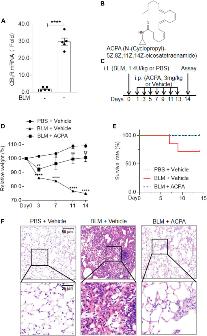The expression and activation of CB1R was beneficial to the mice with bleomycin (BLM)-induced pulmonary fibrosis. (A) The mRNA levels of cannabinoid type 1 receptors (CB1R) in lung tissues. (B) The chemical structure of the selective CB1R agonist arachidonoylcyclopropylamide (ACPA). (C) The schematic timeline shows the process of BLM model establishment and ACPA administration. C57BL/6 mice were i.t. injected with BLM (1.4 U/kg) or PBS before i.p. injection with ACPA (3 mg/kg) or vehicle, and the mice were sacrificed on day 14. (D) Body weight changes in the mice during the experiment. The body weights of the mice were measured at indicated times, and the relative weight was compared with the weight on day 0. (E) The survival rate of the mice. (F) Representative sections of lung sections performed by hematoxylin and eosin (H&E) staining showing the pathological changes (e.g., infiltration of inflammatory cells and pulmonary lesions). Values are presented as mean ± SEM, n = 5–7 mice per group. *p < 0.05, **p < 0.01, and ***p < 0.001.