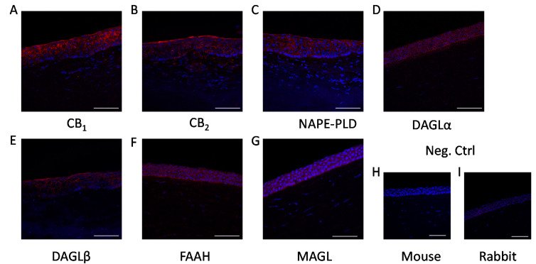 Epithelial cells of the human cornea express endocannabinoid receptors and endocannabinoid metabolizing enzymes in situ: (A) CB1-specific, (B) CB2-specific, (C) NAPE-PLD-specific, (D) DAGLα-specific, (E) DAGLβ-specific, (F) FAAH-specific, and (G) MAGL-specific immunoreactivity, as shown by immunofluorescence (red fluorescence) on human cornea sections. Nuclei were counterstained with DAPI (blue fluorescence). (H) negative control of panels B,D–G; (I) negative control of panels A,C. Scale bars mark 50 μm.