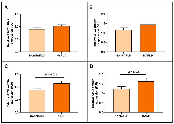 Differential relative ATG7 mRNA (A) and ATG7 protein (B) abundance in hepatic tissue between women classified according to the presence or the absence of NAFLD. Differential relative ATG7 mRNA (C) and ATG7 protein (D) abundance between women classified according to the presence or the absence of NASH. mRNA expression analysis: non-NAFLD (n = 17), NAFLD (n = 61), non-NASH (n = 46), and NASH (n = 32); and protein expression analysis: non-NAFLD (n = 10), NAFLD (n = 11), non-NASH (n = 15), and NASH (n = 6). ATG7/ATG7, autophagy-related 7 gene/protein; NAFLD, metabolic associated fatty liver disease; NASH, nonalcoholic steatohepatitis; A.U arbitrary units; D.U, densitometry units. Differences between groups were calculated using the Mann–Whitney test and p < 0.05 was considered statistically significant.
