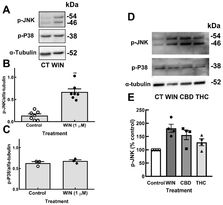 Cannabinoids induce the phosphorylation of JNK but not P38 MAP kinase in glia-enriched retinal cultures. Cultures at E8C13 were incubated with 1 µM WIN, 10 µM CBD, or 10 µM THC for 24 h. (A) Representative blot of the experiments quantified in (B,C) and performed in duplicate. (B) P-JNK. (C) P-P38. (D) Representative blot of p-JNK and p-P38 content in cultures incubated with the 3 cannabinoids. (E) P-JNK expression was quantified and expressed as the mean % ± S.E.M. versus the control values. ANOVA and Bonferroni’s multiple-comparisons test were used. ** p < 0.01 as compared to control.