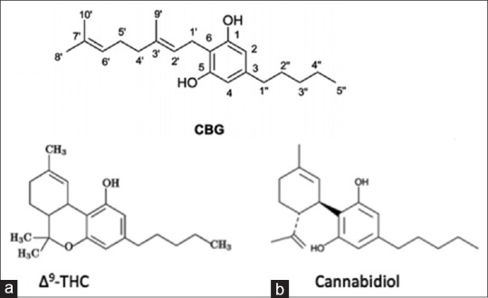(a) Δ9-THC and (b) cannabidiol (CBD) are biosynthesized as tetrahydrocannabonolic acid (THC-A) and cannabidolic acid (CBD-A) from a common precursor cannabigerolic acid (CBG). These phytocannabinoids in their natural acidic form are considered “inactive”. When cannabis grows, it produces THC-A and CBD-A, not Δ9-THC and CBD. When cannabis is heated, such as through smoking, cooking, or vaporization, THC-A and CBD-A are decarboxylated into Δ9-THC and CBD (i.e. “active” forms)[44]