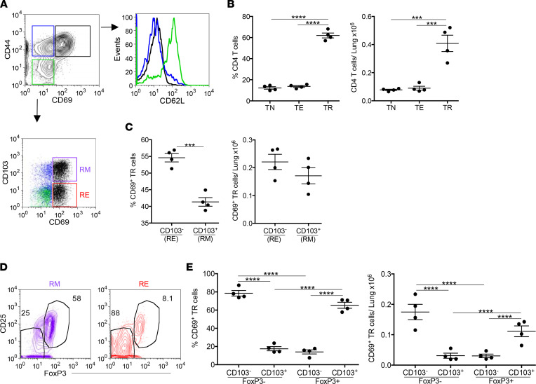 BeO exposure induces accumulation of FoxP3-expressing resident memory CD4+ T cells in the lung.HLA-DP2 Tg mice were exposed with 100 μg BeO, and lungs were harvested on day 21 and analyzed by flow cytometry. (A) Representative contour plot gated on lung CD4+ T cells show expression of CD44 and CD69. Three distinct CD4+ T cell subsets are enclosed in colored boxes: CD44–CD69– naive T cells (TN, green), CD44+CD69– Teffs (TE, blue), and CD44+CD69+ activated resident T cells (TR, black). Histogram shows CD62L expression on tissue-specific CD4+ naive T cells, Teffs, and activated resident T cells (same color coding as in A). Representative dot plot show CD103 and CD69 expression on CD4+ T cells. TR cells are broken down into resident memory (RM, purple box) and resident effector (RE, red box) T cells. (B) Frequency (left panel) and number (right panel) of CD4+ naive T cells, Teffs, and activated resident T cells in the lungs of BeO-exposed HLA-DP2 Tg mice. (C) Frequency (left panel) and number (right panel) of RE (CD103–CD69+) and RM (CD103+CD69+) CD4+ activated resident cells in the lungs of BeO-exposed HLA-DP2 Tg mice. (D) Representative contour plots showing expression of CD25 and FoxP3 staining on CD4+CD103+CD69+ RM T cells (purple) and CD4+CD103–CD69+ RE T cells (red). (E) Frequency (left panel) and number (right panel) of RM (CD103+CD69+) and RE (CD103–CD69+) CD4+ activated resident cells in the lungs of BeO-exposed HLA-DP2 Tg mice based on FoxP3 expression. Data (mean ± SEM) are representative of 3 independent experiments (3–5 mice per group). Student’s t test (C) and 1-way ANOVA (B and E) were used to test for differences. ***P < 0.001, **** P < 0.0001.
