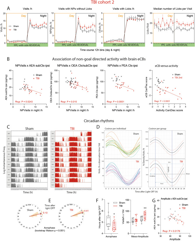 Phased behavior and circadian rhythms of TBI versus sham mice in TBI/sham cohort-2. (A) In analogy to Fig. 5 time courses of corner Visits/h, Visits with NPs without Licks/h (NPVisits), Visits with Licks (LVisits) and Lickings per Visit in TBI/sham cohort-2 during place preference learning (PPL) and reversal learning tasks (REV), with LED-based based decision making of the right side in the correct corner. Samples sizes were n = 15 per group. (B) Linear associations of the nighttime non-goal directed activity (NPVisits/h = visits with nosepokes but without licks per hour) versus endocannabinoid concentrations in the ipsilateral brain in cohort-2 and linear association of CanDisc scores for eCBs versus CanDisc scores of activity. Each dot is a mouse. For TBI mice, the slopes of the linear regression lines differed significantly from "zero" (no association for sham mice, P values given in the figure), i.e. hyperactivity was associated with low eCB. Ctx cortex perilesional, subCtx subcortical. (C) Exemplary actogram showing the circadian rhythms of corner visiting activity in TBI/sham mice of cohort-2 during place preference learning. The Y-axes show the logarithms of the instantaneous frequency, which is the reciprocal of the time from start of one visit to start of next visit. Analogous circadian data of cohort-1 in Supplementary Figure S2. (D) Cosinor analysis of visiting activity of individual mice and the groups. The circadian parameters are shown in the bottom right graph. The red dotted lines show the 95% CI. (E) Circular presentation of the acrophases i.e. the time from Light OFF to maximum activity. (F) Quantitative and statistical comparison of major circadian parameters, acrophase, mesor and amplitude, as graphically depicted in (C) Box plots shows the interquartile range, the line is the median, the whiskers show minimum to maximum, dots are individual mice. Asterisks indicate significant differences between groups (2-sided, unpaired t tests; *P < 0.05, **P < 0.01, n = 15). (G) Linear association of the circadian amplitude versus AEA concentration in the ipsilateral brain underneath the lesion (subCtx ipsi). For TBI mice, the slope of the line differed significantly from "zero" (no association for sham mice). High amplitude was associated with low AEA. Data were analyzed with IntelliCage Plus software 2019 and FlowR 2017 (XBehavior; https://www.xbehavior.com), and images in (C–E) were exported from FlowR as .png, and actograms in (C) were colored to fit the groups (grey and red) in Adobe Photoshop CC2020. exported as tab-separated txt files, imported in Microsoft Excel 2016, and Graphs were created with Graphpad Prism 8.4 (https://www.graphpad.com) and exported as emf. Linear regression analyses (B,G) were done in Graphpad Prism. Graphs were arranged and labeled in Adobe Illustrator CC2020 (https://www.adobe.com/de), and exported to TIFF format.