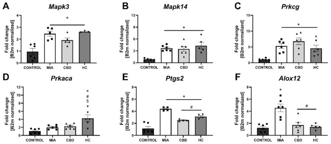 Molecular changes in CBD-associated target gene expression in the lumbar spinal cord. Gene expression of Mapk3 (A), Mapk14 (B), Prkcg (C), Prkaca (D), Ptgs2 (E) and Alox12 (F) was evaluated in the lumbar spinal cord at Day 28 post MIA and 5 h after drug administration. CBD was administered at a dose of 50 mg/kg at both Days 21 and 28 post MIA injection either alone (CBD) or in combination with AP-18 (0.2 mg/kg) at Day 21 and HC-067047 (10 mg/kg) at Day 28 post MIA (HC). ANOVA revealed significant changes in all tested parameters with p < 0.05. Individual data points are shown in boxes presenting the mean ± SEM of fold change normalized to the reference gene beta-2 microglobulin (B2m). ● denotes samples in control group; ■ denotes samples in MIA group; ▲ denotes samples in MIA + CBD group; ▼ denotes samples in MIA + CBD + AP-18 followed by HC-067047 group. Statistical analysis was performed using one-way ANOVA followed by Tukey’s post hoc test with a p < 0.05 confidence interval. Each experimental group includes N = 4–6 rats. * Denotes significant differences vs. control; # Denotes significant differences vs. MIA; $ Denotes significant differences vs. CBD.