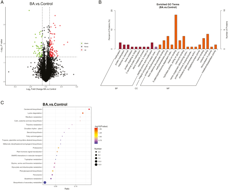 Alt Text: The graph shows the volcano, go enrichment and kegg enrichment analysis of differential proteins, and the proteins related to cytokinins and phenylpropanoids may play a role in regulating the reproductive growth of industrial hemp plants.