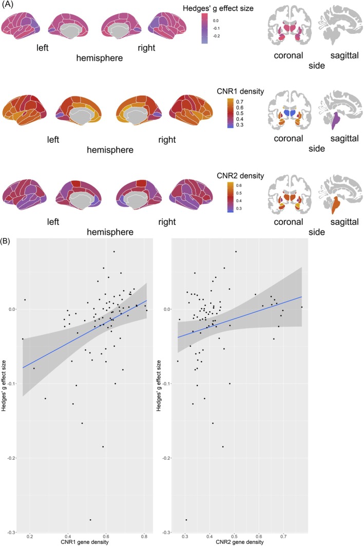 (A) Hedges' g effect size and gene expression density of CB1 (CNR1) and CB2 (CNR2) receptors in cortical and subcortical areas derived, parcellated across the Desikan–Killiany atlas and subcortical regions. (B) Scatterplots showing the relationship between CB1 and CB2 receptors and Hedges' g effect size, adjusted for LEDD (levodopa equivalent daily dose). [Color figure can be viewed at wileyonlinelibrary.com]