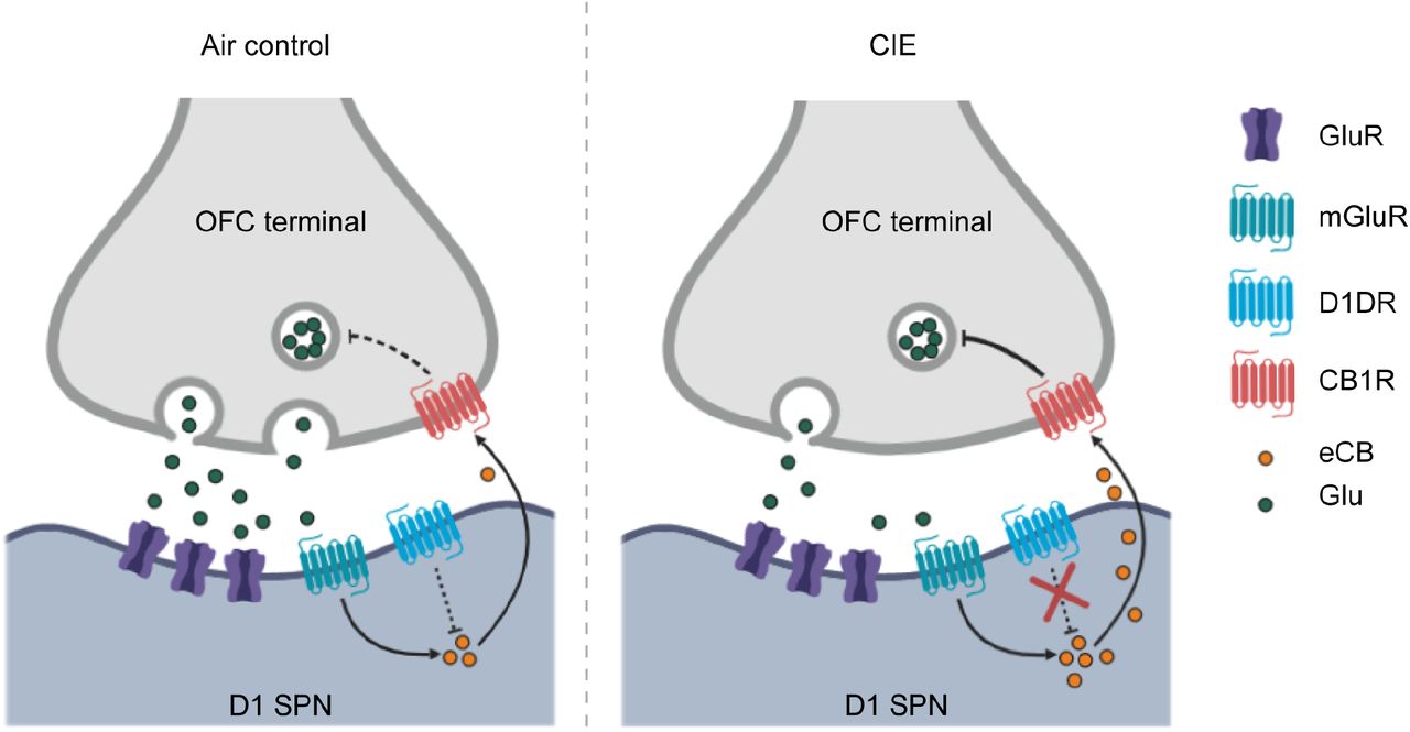 Summary of hypothesized alterations in D1 receptor function and endocannabinoid signaling in D1 SPNs of CIE exposed mice.In Air controls (left), D1 receptor activity regulates endocannabinoid production and/or release. In CIE mice (right), the loss of D1 receptor function leads to unregulated endocannabinoid signaling and the long-term reduction in glutamate release from OFC inputs.