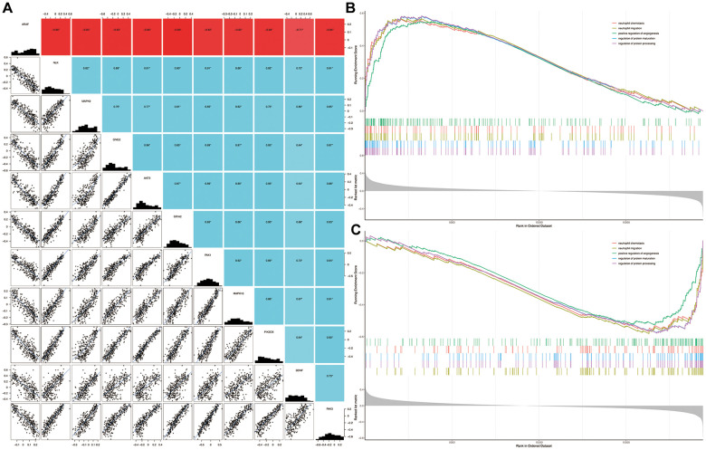Correlation among genes and gene set enrichment analysis. Correlation of BDNF with signature genes (A): *P < 0.05; red indicates negative correlation; blue represents positive correlation. Biological processes enriched in HD (B) and BDNF-low (C) groups. HD: Huntington’s disease.
