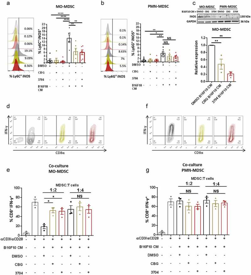 MO-MDSCs show reduced iNOS expression leading to restored IFNγ expression by CD8+ T-cells when treated with CM from CBG- or 3704-treated B16F10 cells.