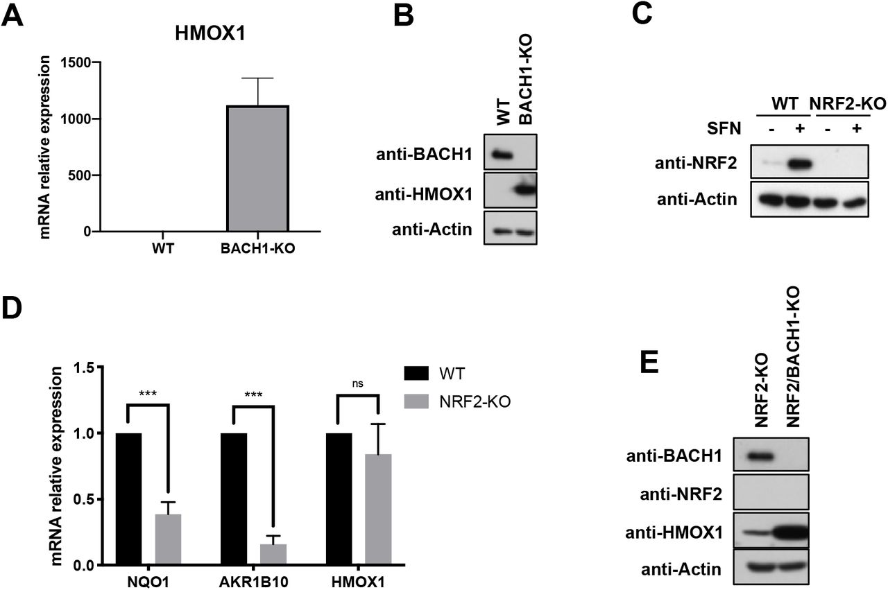 A) HaCaT WT and BACH1-KO cells were harvested and mRNA levels of HMOX1 were quantified by real-time PCR. The data were normalized using HPRT1 as an internal control. Data represent means ± SD (n=3) and are expressed relative to WT sample. **P≤ 0.01 B) HaCaT WT and BACH1-KO cells were harvest and lysed. BACH1, HMOX1 and Actin protein levels were analysed by Western Blot. C) HaCaT WT and NRF2-KO cells were incubated with either DMSO or SFN (5 μM) for 3 hours. Cells were lysated and NRF2 and Actin protein levels were analysed as previously described. D) HaCaT WT and NRF2-KO cells were collected and lysed. mRNA levels for NQO1, AKR1B10 and HMOX1 were quantified using real-time PCR (n=3). ns P ≥ 0.05, ***P ≤ 0.001. E) HaCaT NRF2-KO cells and HaCaT NRF2-KO/BACH1-KO cells were harvested and lysed. BACH1, NRF2, HMOX1 and Actin protein levels were analysed by Western Blot.