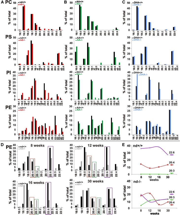 Modification of phospholipidomes of brains of WT and fads2−/− mice by ω3- and ω6-PUFA supplemented diet. A–C: Fatty acid pattern of phospholipid classes of brains of WT and fads2−/− mice (4 months) on nd (WT, black bars; fads2−/−, red bars) (A), ω6-AA-diet (WT, black bars; fads2−/−, green bars) (B), and ω3-DHA-diet (WT, black bars; fads2−/−, blue bars) (C). D, E: Time-dependent regression of AA (red) and DHA (violet) and increase of ω6-sciadonic acid (green) in PE at 8, 12, 16, and 30 weeks. A pool of n = 3 per genotype was used.
