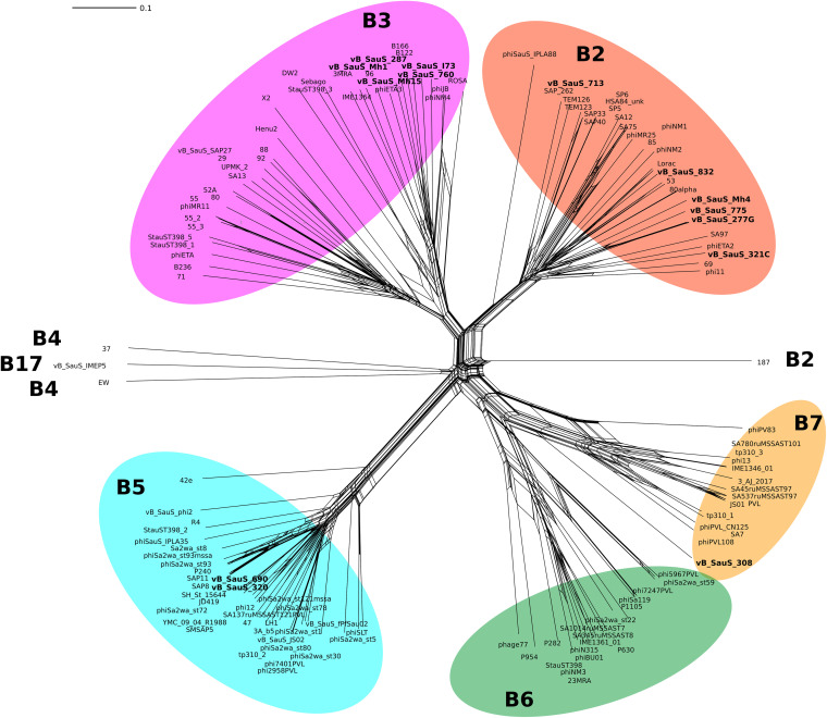 Phylogenetic network of the Siphoviridae phages of S. aureus. An all-against-all genome comparison was performed using fragmented alignment by Gegenees (61); afterward, the network was calculated by Splitstree 4.0 using the Neighbor-Net algorithm (62). The majority of phages belong to the subclusters B2, B3, B5, B6, and B7 in accordance with Oliveira et al. (11). Phages described in this work are highlighted in bold.