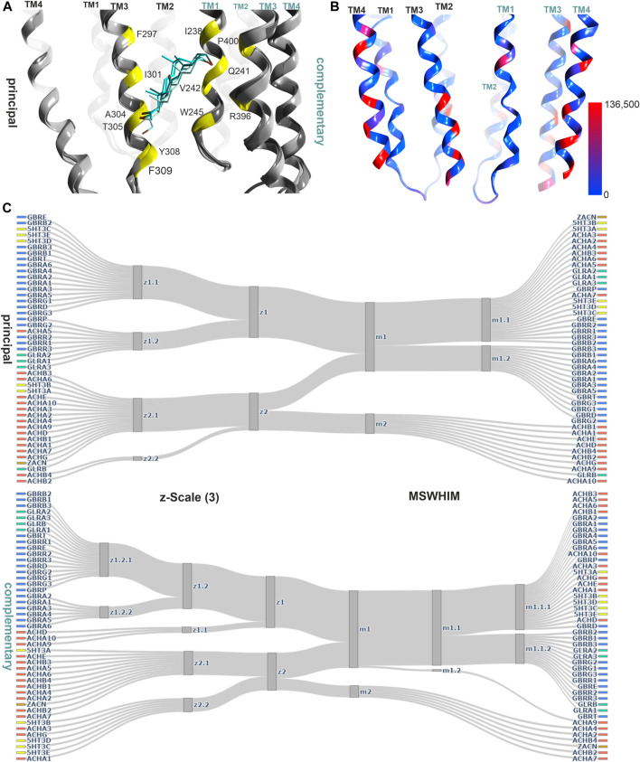 Representative structures of the lower TMD interface steroid pocket, and descriptor analysis: (A) Ribbon of the structures with modulatory steroids at the lower TMD interface: 6CDU—alphaxalone (dark green), 5O8F—pregnanolone (cyan), 5OSB—THDOC (light green). The yellow places on the ribbon indicate the binding site forming positions which were used for the pocket analysis computations. (B) Amount of variants across all genes of interest in the region of this binding site mapped onto 7EKT. Ribbon heatmap represents the sum of minor allele counts per 100,000 at each aligned position. See Supplementary Figures S18,S19 for detailed heatmaps. (C) Comparison diagrams derived from hierarchical clustering of z- Scale(3) and MSWHIM descriptors as estimates for similarities. Supplementary Figures S15,S16 depict the full dendrograms.