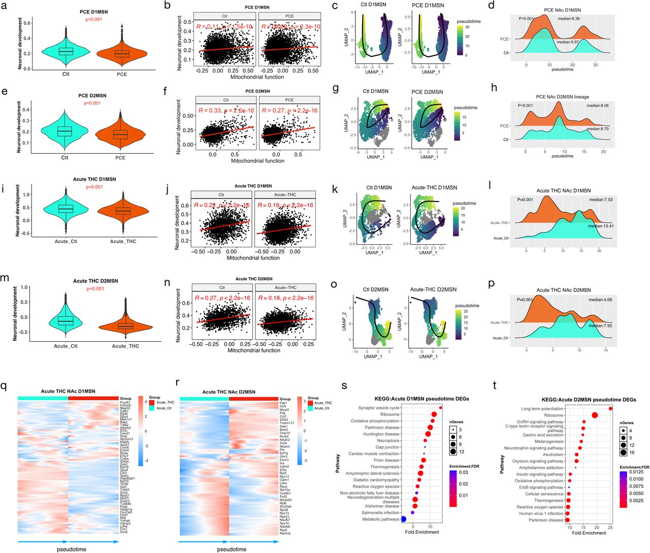 PCE-induced mitochondrial dysfunction is positively associated with neuronal development and maturation(a, e, i, m) Violin plots showing gene expression module scores for neuronal development in PCE D1MSNs (a), PCE D2MSNs (e), acute THC D1MSNs (i), and acute THC D2MSNs (m). Box plots indicate the median, 25th percentile, and 75th percentiles. P values were calculated using the Wilcox rank-sum test. (b, f, j, n) Pearson correlations between mitochondrial function scores and neuronal development scores in PCE D1MSNs (b), PCE D2MSNs (f), acute THC D1MSNs (j), and acute THC D2MSNs (n). Correlation coefficient (R) and p values are shown. (c, g, k, o) UMAPs showing inferred trajectories of PCE D1MSNs (c), PCE D2MSNs (g), acute THC D1MSNs (k), and acute THC D2MSNs (o). The cells are colored by pseudotime and trajectories (black lines) were inferred using Slingshot. (d, h, i, p) Density plots showing the distributions of cells across pseudotime in PCE D1MSNs (d), PCE D2MSNs (h), acute THC D1MSNs (i), and acute THC D2MSNs (p). Median pseudotime values and p values (Wilcox rank-sum test) are indicated. (q, r) Heatmaps showing dynamic expression of DEGs induced by acute THC exposure across pseudotime in D1MSNs (q) and D2MSNs (r). Gene expression trends were fitted using associationTest and smoothed using predictSmooth function, respectively, from the tradeSeq package. (s, t) KEGG pathway enrichment analysis of dynamically regulated acute THC challenge-induced DEGs along the MSN developmental trajectory in D1MSNs (s) and D2MSNs (t).