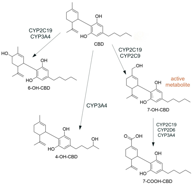 CBD and its main metabolites (phase 1 metabolism in the liver).
