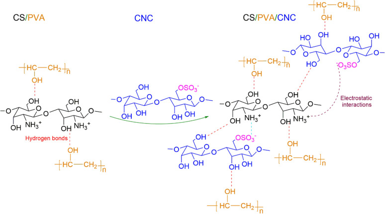 Occurrence of the different interactions in CS/PVA and CS/PVA/CNC bio-nanocomposite films.
