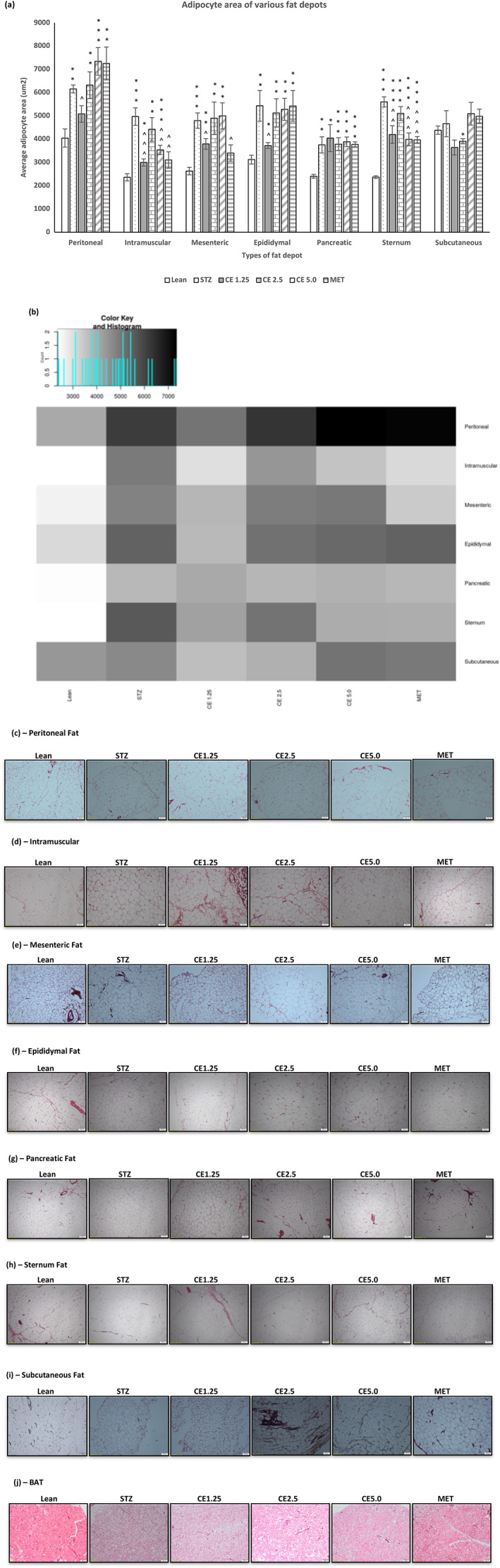 The morphological changes of the adipocytes of fat depots across different treatment groups. Figure depicting the average adipocytes area of (a) various fat depots. Error bars represent ± standard error of mean (n = 7). *p < 0.05, **p < 0.01, ***p < 0.001 and relative to Lean and ^p < 0.05, ^^p < 0.01 and ^^^p < 0.001 relative to STZ. A heatmap (b) was generated using the shiny heatmap software for easy visualization of data. The effect observed is dependent is not only dependent on the concentration of cannabis administered but also on the type of fat depot. Micrographs illustrating the difference in morphology of the adipocytes of (c) Peritoneal, (d) Intramuscular, (e) Mesenteric, (f) Epididymal, (g) Pancreatic, (h) Sternum, (i) Subcutaneous, and (j) BAT fat across the different treatment groups