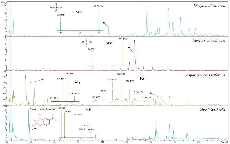 Metabolic profiles of the red seaweed Asparagopsis taxiformis showing MS spectra of chlorinated and brominated compounds; metabolic profiles of two brown seaweeds, Dictyota dichotoma and Sargassum muticum, showing high intensity ions m/z 297.1375 and m/z 251.1318, respectively; and the corresponding MS2 spectra of an unidentified sulfuric acid containing compounds; and the metabolic profile of the green seaweed Ulva intestinalis showing MS2 spectra for tentatively identified vanillic acid-4-sulfate.