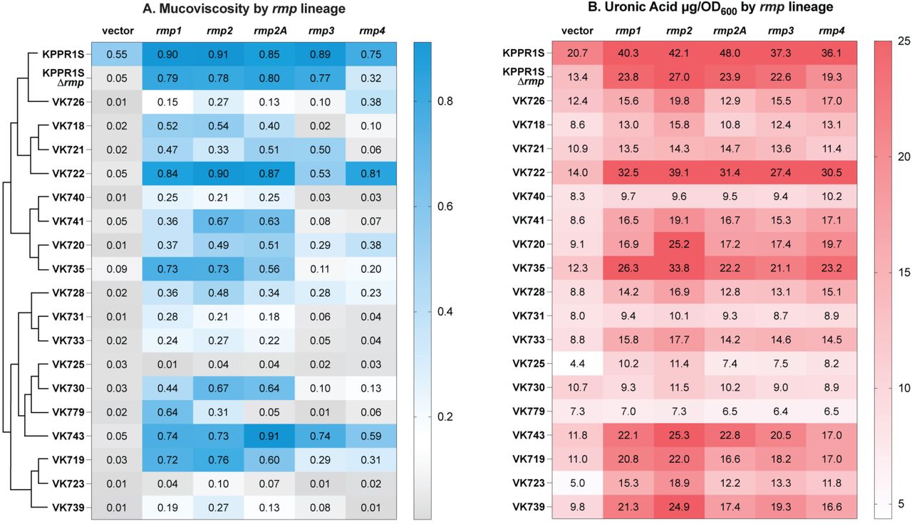 Hypermucoviscosity and capsule production vary by rmp lineage in classical strains.Strains were transformed with vector (pMWO-078) or lineage-specific pRmpADC. Strains were assayed for (A) sedimentation resistance (as post-spin/pre-spin OD600) and (B) uronic acid production (as µg/OD600) following 5.5 hour growth in LB with aTc to induce expression of plasmid-borne rmp genes as described in the Materials and Methods. The dendrogram in panel A illustrates evolutionary relationships between strains (the full tree is in Fig. S1). The dotted line (---) on the sedimentation resistance legend corresponds to 0.15, an established threshold for hypermucoviscosity [40]. Values are an average from three biological replicates. One-way ANOVA with Dunnett’s post-test was used to determine significance compared to vector controls; full dataset including statistics is available in Fig. S2.