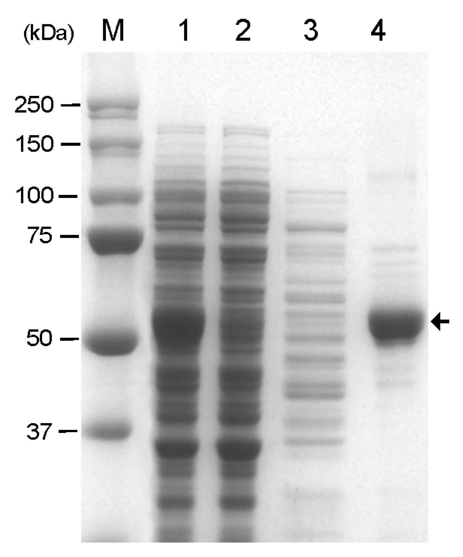 Purification of CBD-GAD using His-tag affinity chromatography. Lane M, Mw marker; lane 1, soluble fraction from the induced cells; lane 2, flow-through fraction; lane 3, washed fraction; lane 4, purified CBD-GAD. The arrow indicates the position of the purified CBD-GAD-H6 protein.