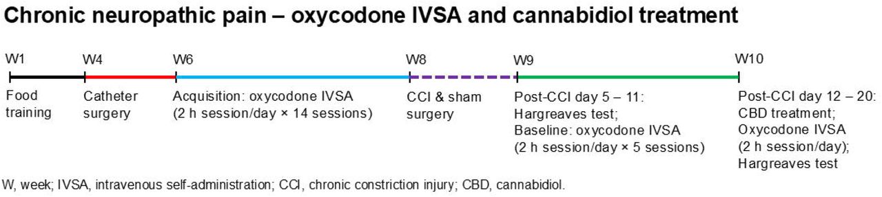 Schematic overview of the experiment.Adult male Sprague Dawley rats were trained to respond for food pellets. Following this, the rats were implanted with IV catheters and trained to self-administer oxycodone in 2-hour sessions per day for 14 sessions. After the acquisition phase, chronic constriction injury (CCI) surgery was performed to induce neuropathic pain, while sham surgery was performed in control animals. Following recovery, the Hargreaves test was used to assess thermal pain sensitivity, and baseline oxycodone self-administration sessions were conducted in 2-hour sessions per day for 5 sessions. Subsequently, the effects of cannabidiol (CBD) treatment on oxycodone self-administration and thermal pain sensitivity were evaluated in both CCI and sham control rats. Abbreviation: IVSA, intravenous self-administration.