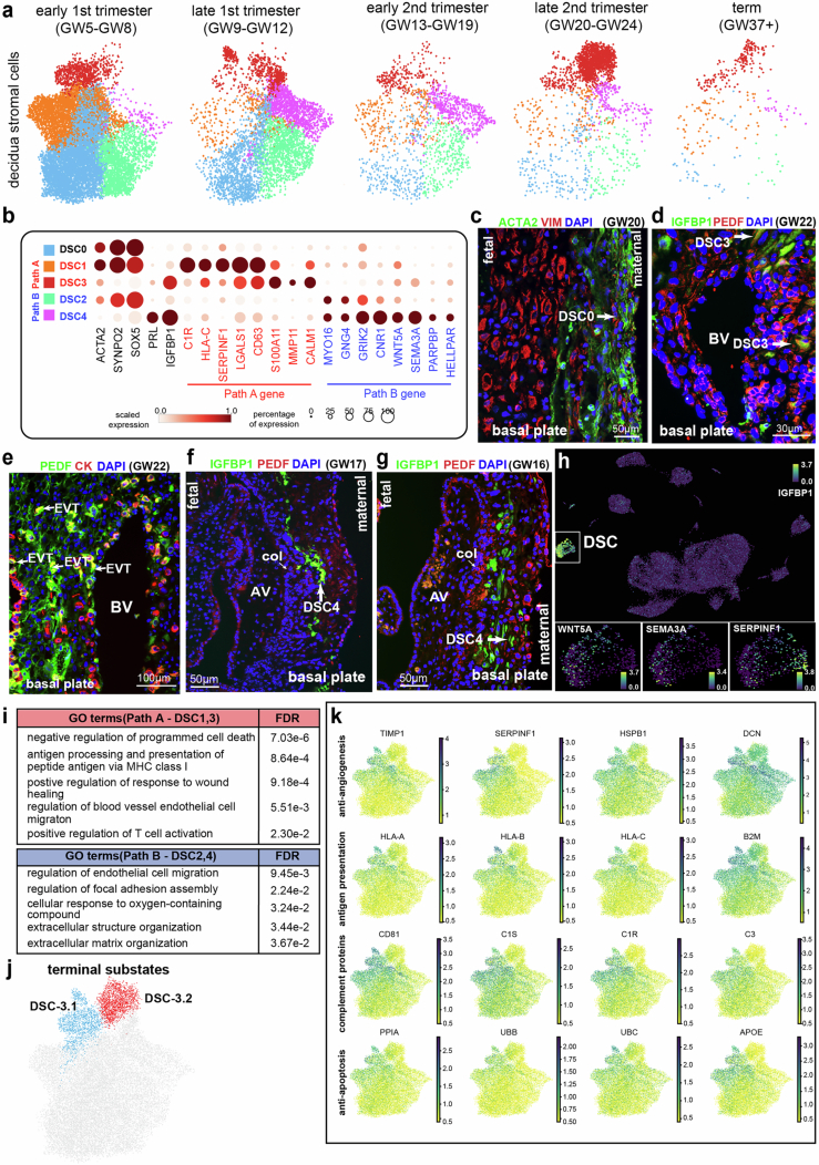 Spatial and functional characterization of decidual stromal cells (DSCs).(a) UMAP of DSCs across gestational ages colored by subtypes. (b) Dot plot showing scaled expression of representative path A and B markers across five DSC subtypes. (c-g) Immunolocalization confirming DSC subtype identity and spatial localization (second trimester basal plate); representative fields from at least three biological replicates were shown. (c) Undecidualized cells (ACTA2+, red) were localized in the deep decidua (GW20); (d) PEDF+IGFBP1+ DSC3 near blood vessels (PEDF, red; IGFBP1, green) in GW22 decidua; (e) A subset of CK+ (red) EVTs also displayed PEDF protein abundance (green) in the decidua (GW22); (f-g) PEDF− (red) /IGFBP1+ (green) DSC4 adjacent to anchoring villi (GW17 and GW16). (h) Replication scRNA-seq of 28,626 cells from decidual swabs at term recapitulated DSC subtype signatures. (i) Enriched GO terms for genes upregulated in path A and path B DSCs. (j) UMAP showing two DSC3 subclusters (3.1 and 3.2) identified in snRNA-seq. (k) DSC3.2 displayed significant downregulation of genes in anti-angiogenesis, antigen presentation, complement activation, and anti-apoptosis, relative to DSC3.1 cells.