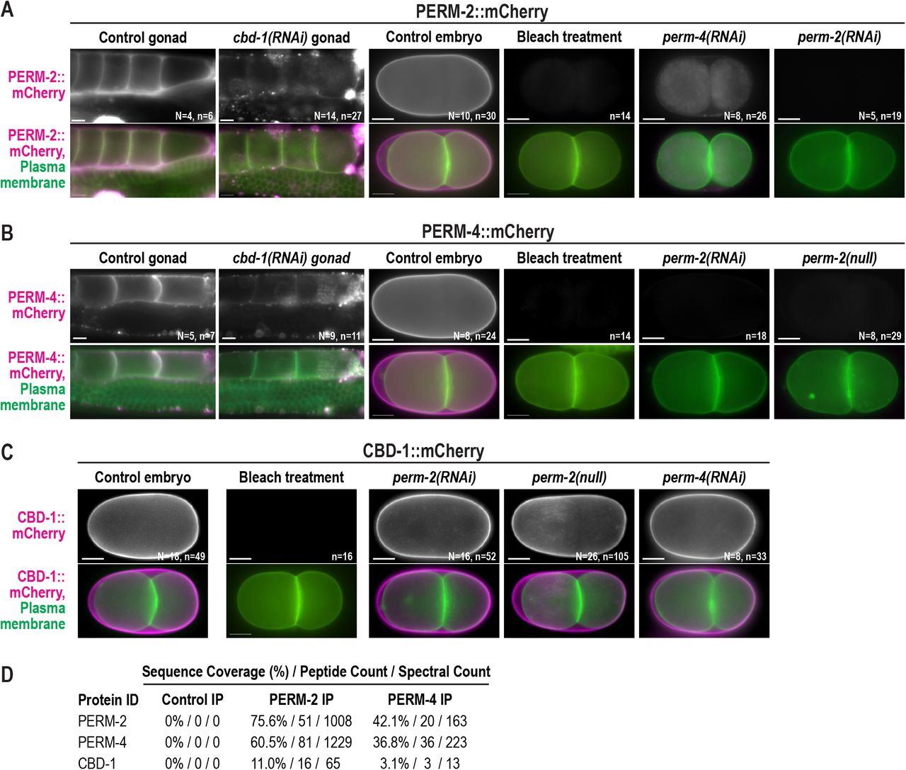 PERM-2 and PERM-4 localize co-dependently to the eggshell vitelline layer and require CBD-1.Widefield fluorescence images of gonads and embryos from control, RNAi-treated, or perm-2(null) worms that express a GFP-tagged plasma membrane probe (green) with either PERM-2::mCherry (A), PERM-4::mCherry (B), or CBD-1::mCherry (C) (magenta). Some worms were treated with alkaline bleach, which removes the outermost vitelline layer but not the chitin or CPG layers of the eggshell. N=number of adults (not determined for some experiments), n=number of gonads or embryos. Scale bars, 10um. (D) Mass spectrometry analysis of proteins co-immunoprecipitated from whole worm extract. Control IP, non-specific IgG beads incubated with PERM-2:mCherry extract. PERM-2 IP, RFP-Trap beads incubated with PERM-2::mCherry extract. PERM-4 IP, RFP-Trap beads incubated with PERM-4::mCherry extract. Table shows sequence coverage, peptide counts, and spectral counts of PERM-2 (or PERM-2::mCherry), PERM-4 (or PERM-4::mCherry), and CBD-1 in the eluted fractions.